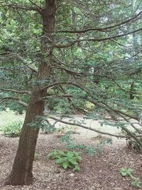 Trees in forest