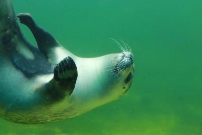 Close-up of fish swimming in sea