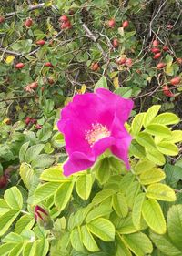 Close-up of pink rose flower