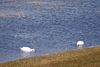 Birds in calm lake