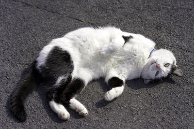 High angle view of cat sleeping on road