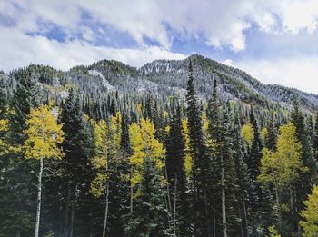 Scenic view of forest against sky