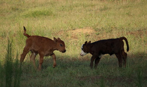 Calves playing on grassy field