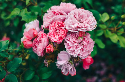 Close-up of pink flowering plant