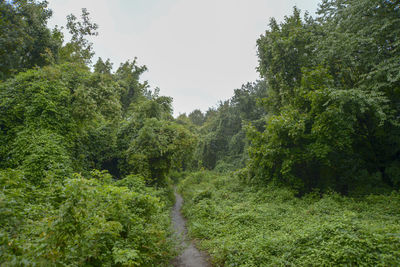 Trail amidst trees in forest against sky