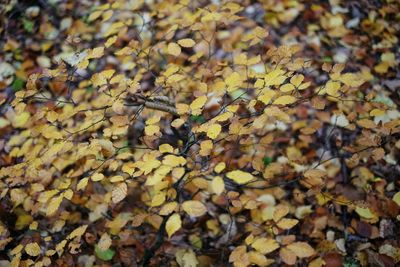 Full frame shot of autumn leaves