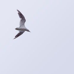 Low angle view of seagull flying in sky
