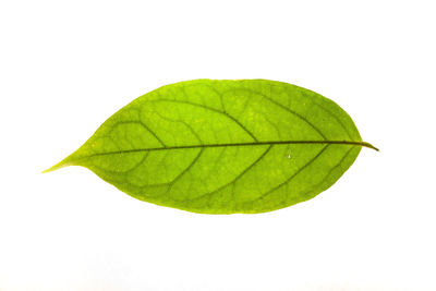 Close-up of green leaves on white background