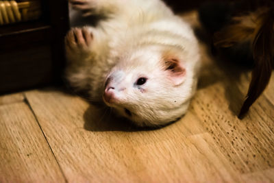 High angle view of a ferret