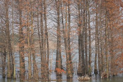 Pine trees in forest during winter