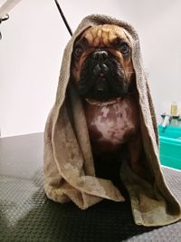 Portrait of a dog sitting on floor