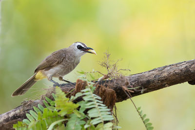 Close-up of bird perching on tree