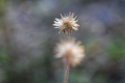 Close-up of dandelion against blurred background