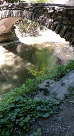 River amidst trees