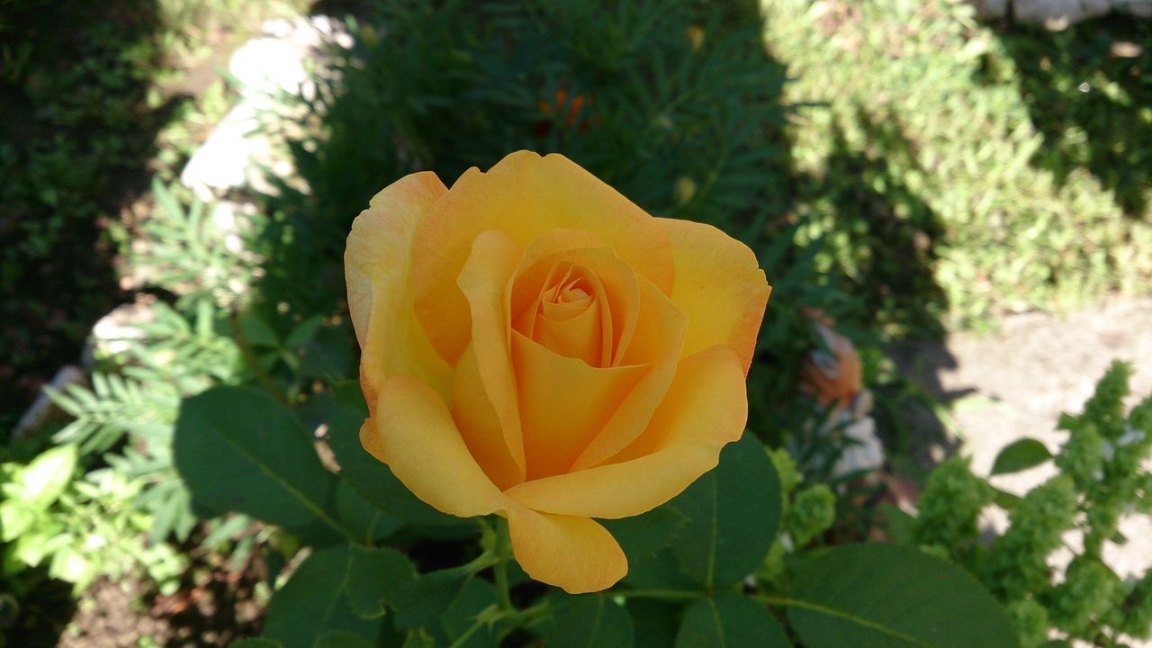 flower, petal, fragility, flower head, freshness, growth, beauty in nature, close-up, yellow, focus on foreground, rose - flower, blooming, nature, plant, single flower, in bloom, leaf, park - man made space, outdoors, day