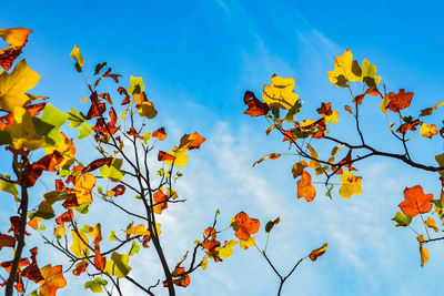 Low angle view of autumn tree against sky