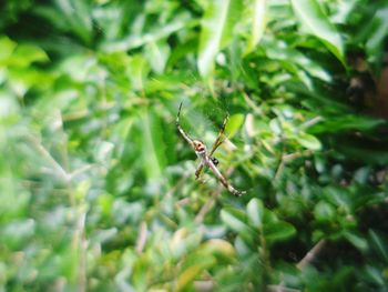 Close-up of insect on leaf