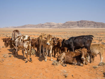 Horses on field against clear sky