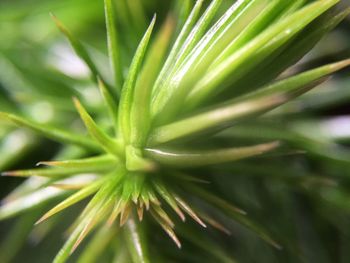 Close-up of leaves