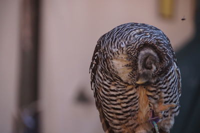 Close-up of a bird