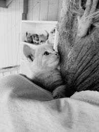 Close-up of a cat lying on bed