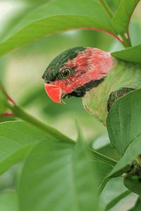 Close-up of a bird