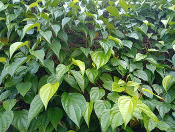 Full frame shot of plants growing on field