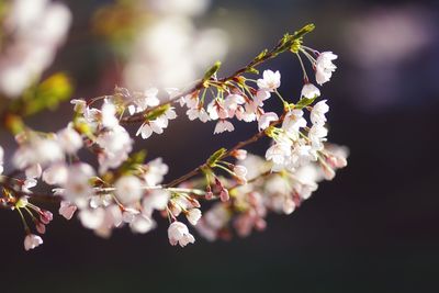 Close-up of white flowers on tree