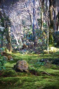 Trees in forest