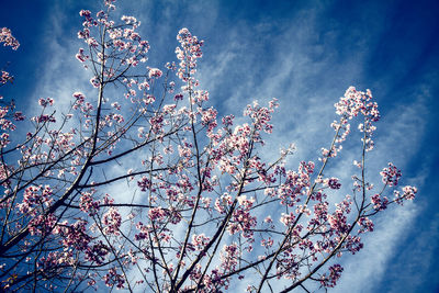 Low angle view of flowers against blue sky