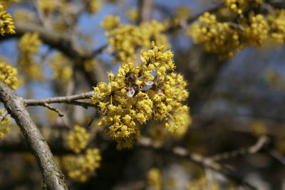 Close-up of yellow flowering plant