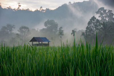 Scenic view of agricultural field against sky