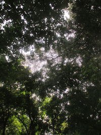 Low angle view of trees in forest