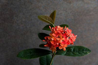 Close-up of flowering plant