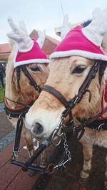 Close-up of horse tied