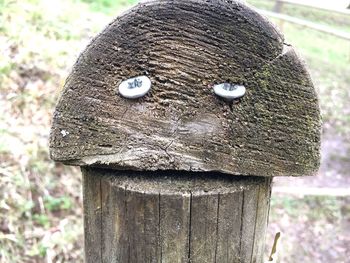 Close-up of bird on wooden post