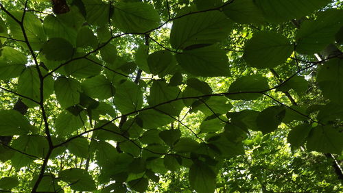 Low angle view of tree