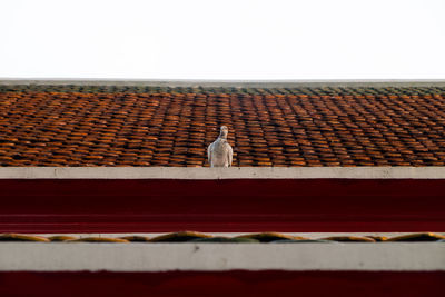 Close-up of bird perching on roof