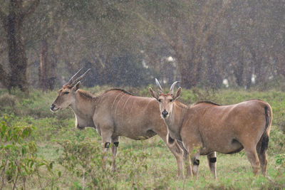 Wild animals in a field