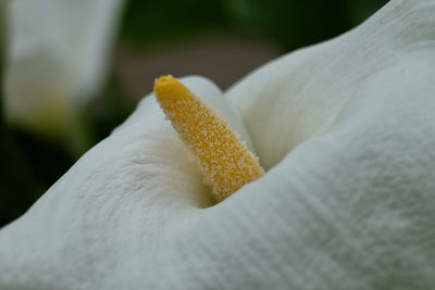 Close-up of white flower