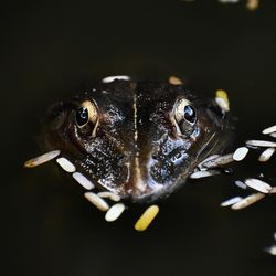 The stare of the indus valley bullfrog