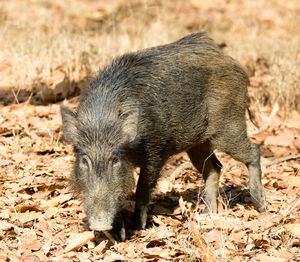 Close-up of pig standing on field