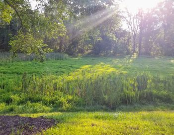 Scenic view of forest