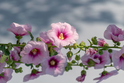 Close-up of pink flowering plants