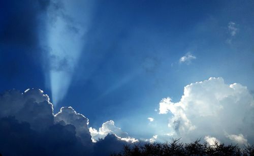Low angle view of tree against sky
