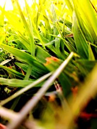 Close-up of grass growing on field