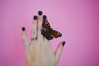 Cropped hand of woman with butterfly against pink background