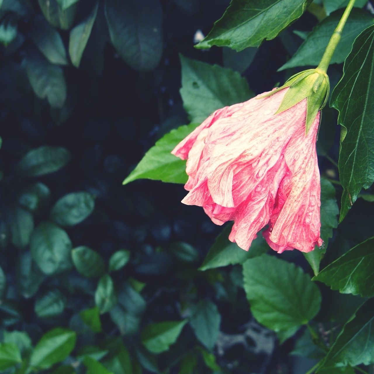 flower, leaf, petal, freshness, growth, fragility, flower head, plant, one animal, beauty in nature, close-up, animal themes, nature, pink color, animals in the wild, insect, single flower, wildlife, green color, focus on foreground