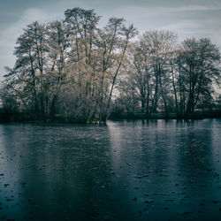 Trees by water against sky