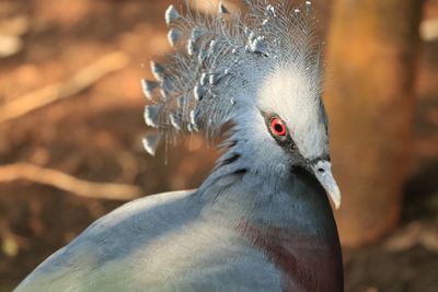 Close-up of a bird